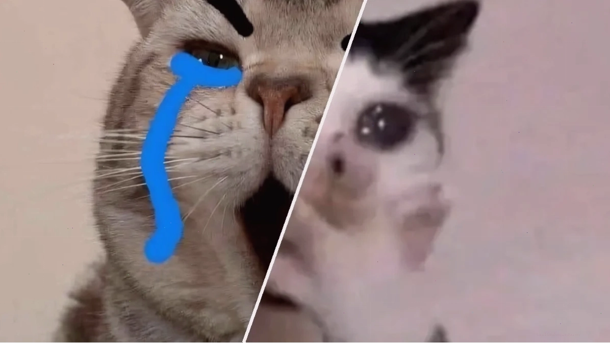 Mèo khóc trên giường ảnh meme mèo khóc trên giường