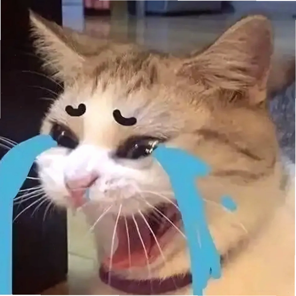 Mèo soi gương khóc ảnh meme mèo khóc trong gương