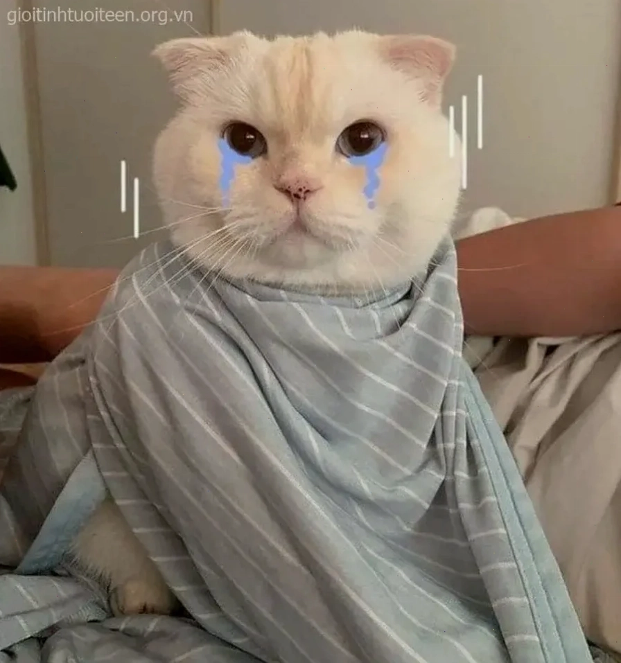 Mèo khóc hoa ảnh meme mèo khóc với hoa