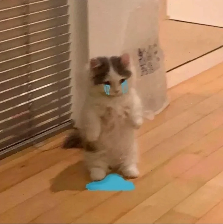 Mèo khóc sticker ảnh meme mèo khóc với sticker