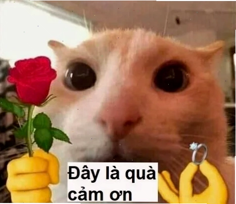 Mèo ôm hoa hồng ảnh meme mèo tặng hoa