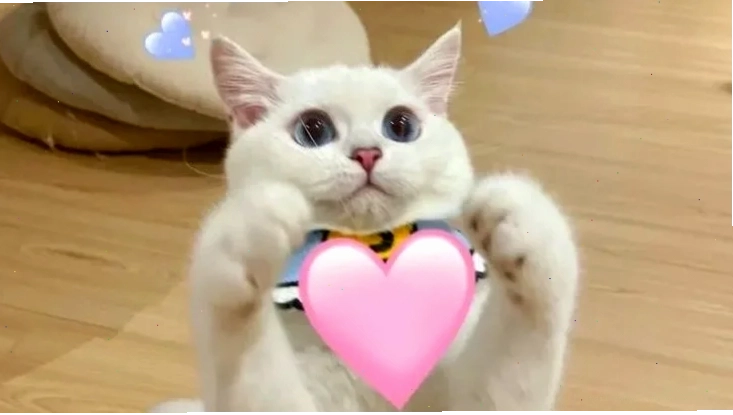 tặng trái tim ảnh meme trái tim tặng