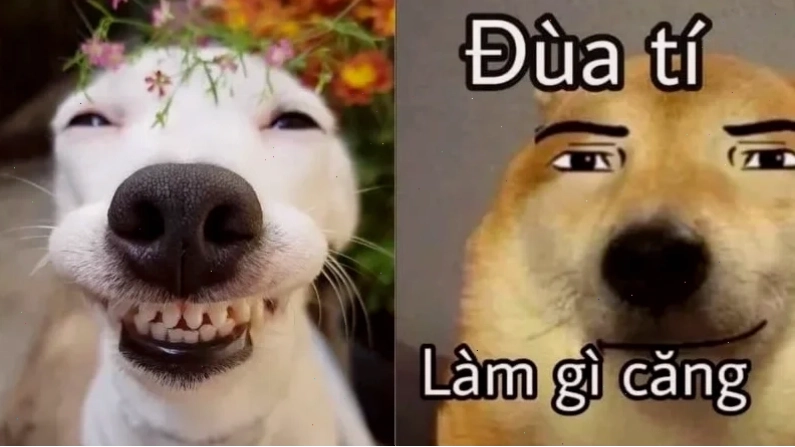 meme hài bựa ảnh meme vui bắt trend