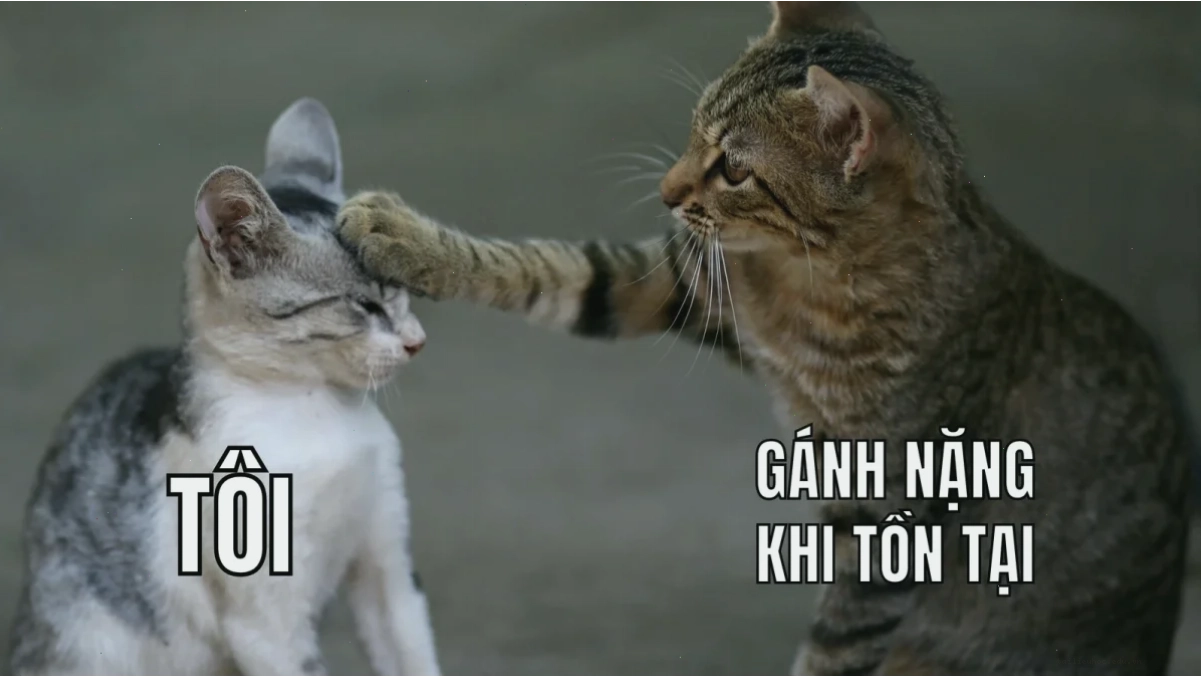 meme chó ảnh meme vui về chó hoang mang