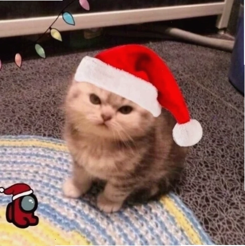 ảnh mèo giáng sinh meme ngạc nhiên ảnh mèo giáng sinh meme ngạc nhiên