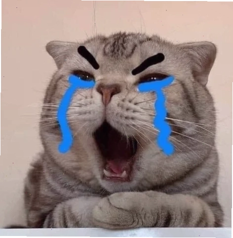Mèo buồn co ro ảnh mèo khóc meme đang ngồi co ro
