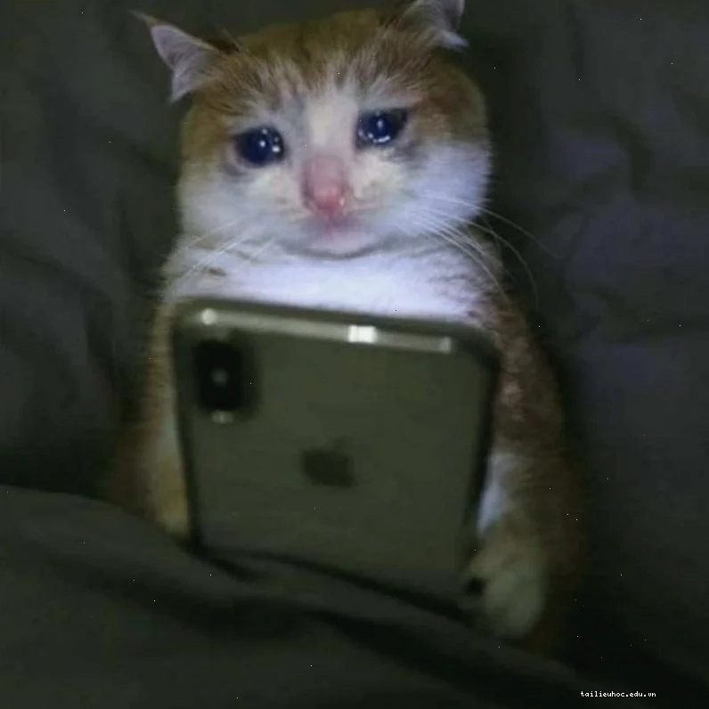 Mèo há miệng khóc ảnh mèo khóc meme há miệng
