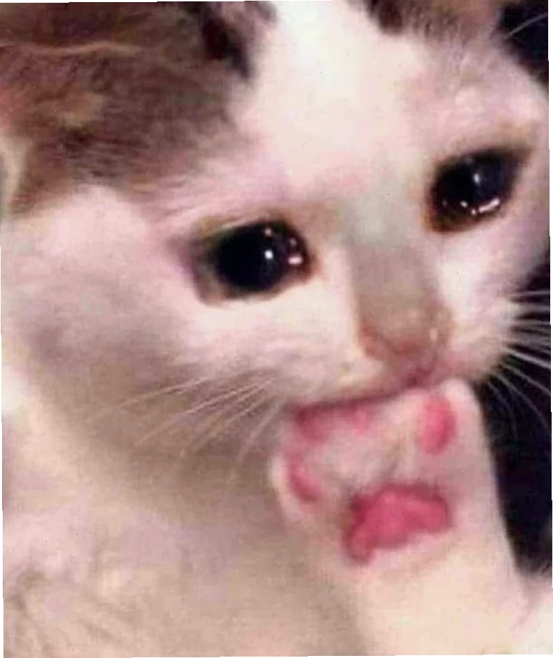 Mèo rơi lệ ảnh mèo khóc meme rưng rưng nước mắt