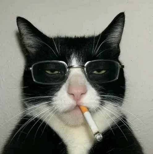 ảnh mèo meme làm avatar ảnh mèo meme làm avatar cực đáng yêu