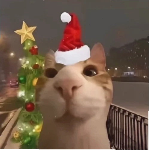 Mèo ngủ dưới cây thông Ảnh mèo noel meme cute đang ngủ