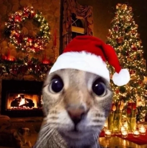 Mèo ngơ ngác mùa đông Ảnh mèo noel meme cute ngơ ngác giữa tuyết