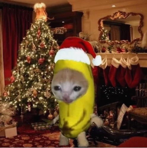Mèo ăn bánh Giáng sinh Ảnh mèo noel meme cute nhận bánh