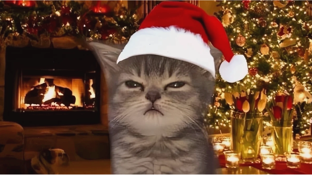 Mèo trong hộp quà Noel Ảnh mèo noel meme trong hộp quà