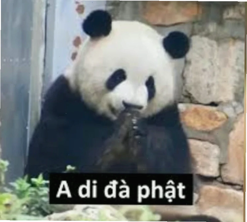 Ảnh nam mô a di đà phật meme