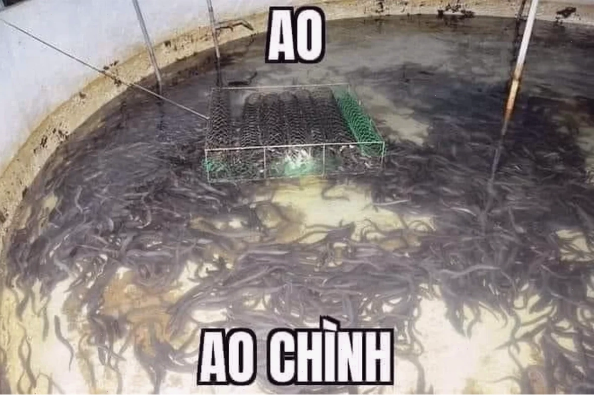 ao chình meme lạ ao chình meme độc lạ