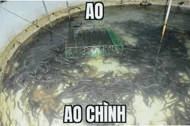 ao chình meme độc đáo ao chình meme mô tả sự hài hước của trào lưu này