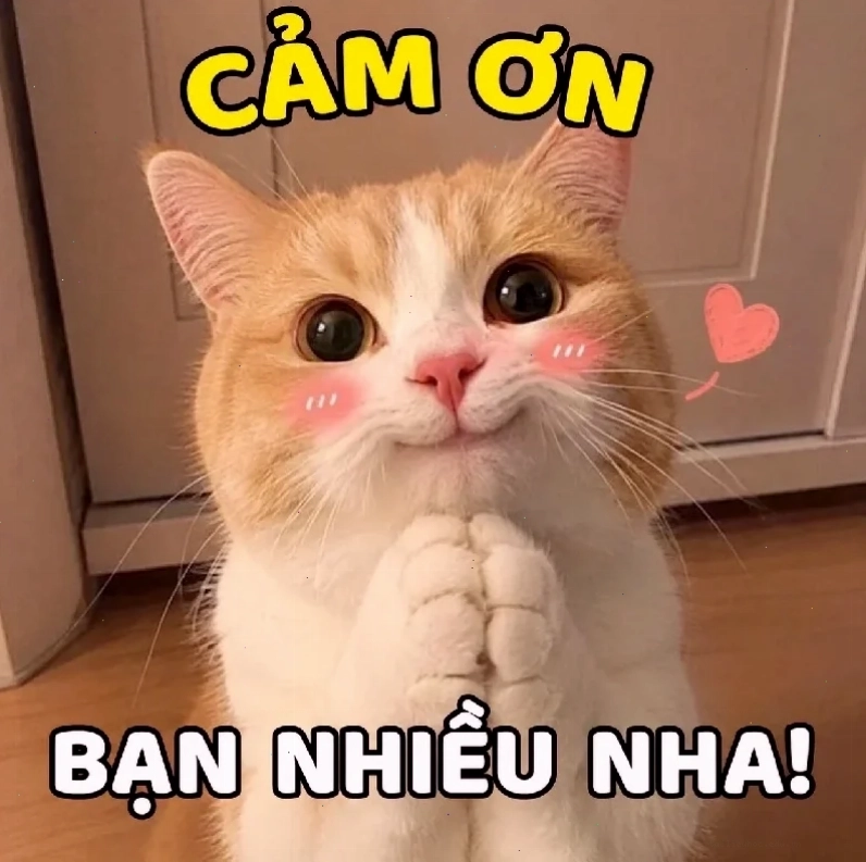 ao chình meme đánh giá ao chình meme phản hồi