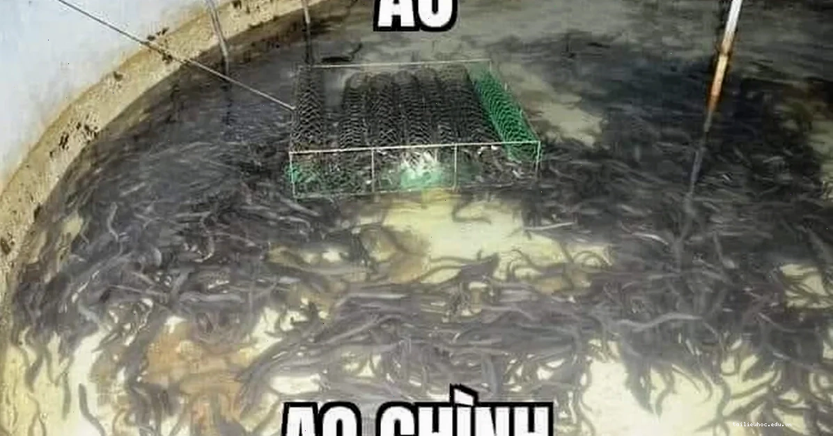 ao chình meme mới ao chình meme sáng tạo