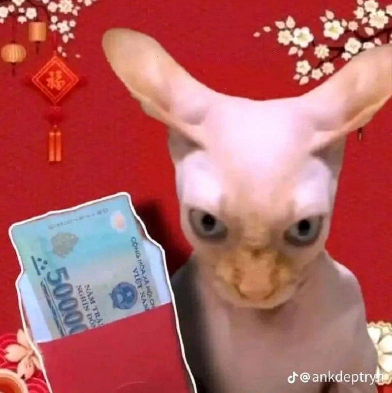 avatar meme tết mèo