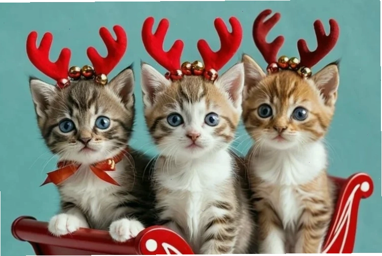 avatar mèo giáng sinh meme hài hước avatar mèo giáng sinh meme hài hước