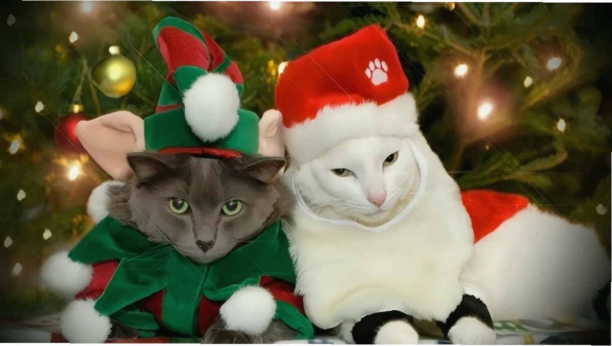 Avatar mèo khó ở Avatar mèo noel meme buồn