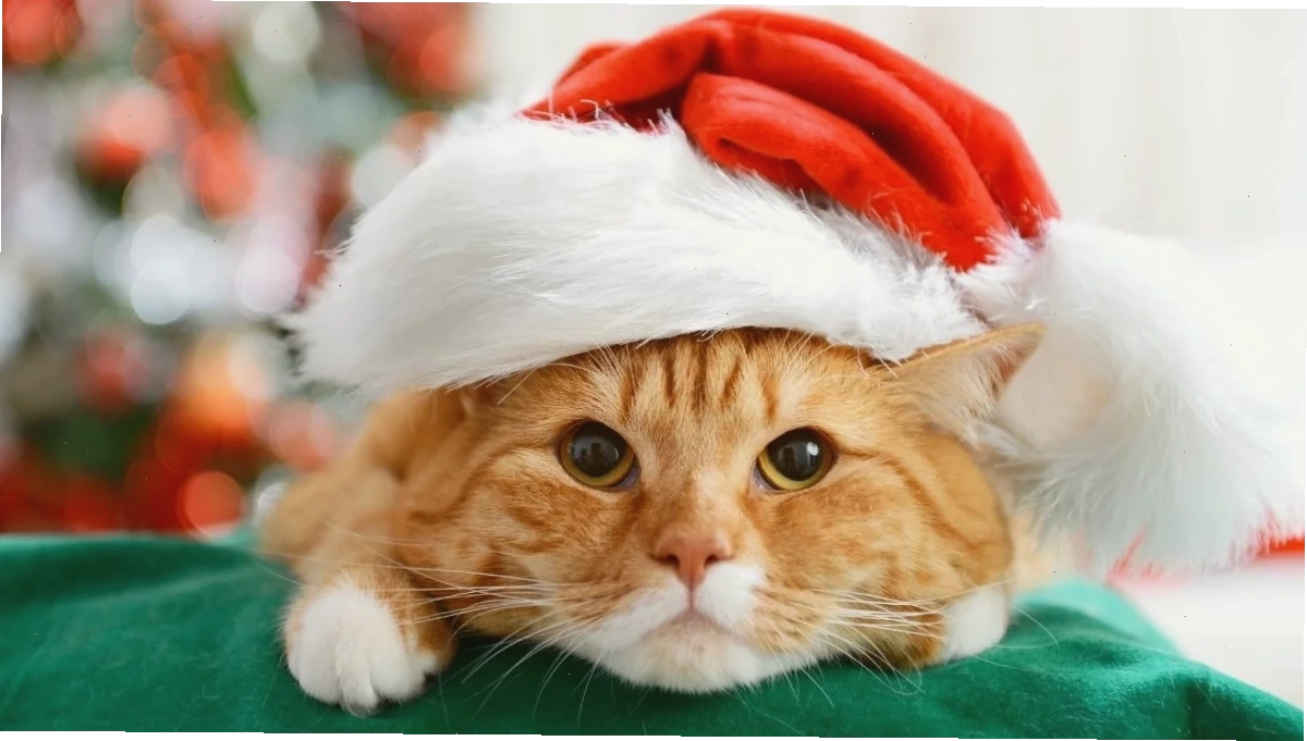 Avatar đôi mèo Avatar mèo noel meme cùng bạn thân