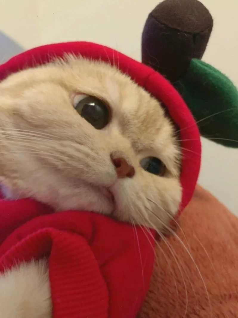 Avatar mèo cực hài Avatar mèo noel meme hài