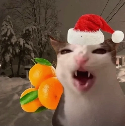 Avatar mèo đáng yêu Avatar mèo noel meme hoạt hình