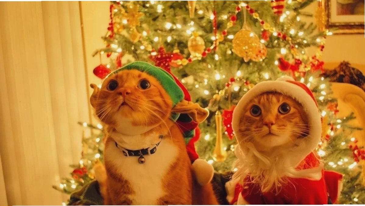 Avatar mèo sang chảnh Avatar mèo noel meme phong cách sang chảnh