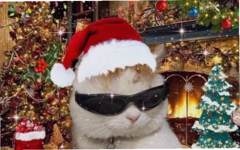 Avatar mèo mùa đông Avatar mèo noel meme tinh nghịch