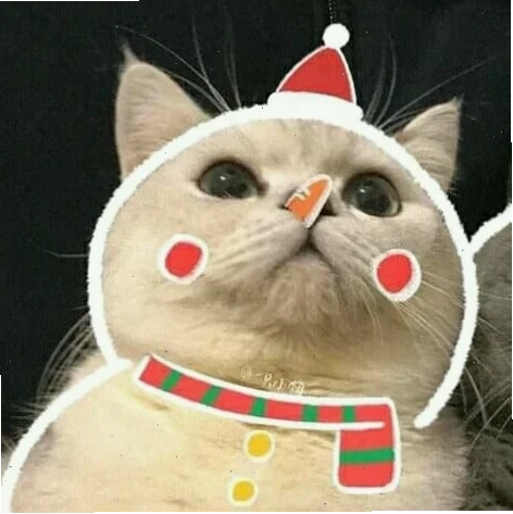 Avatar mèo cười Avatar mèo noel meme vui nhộn