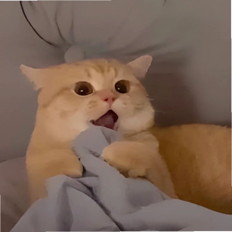 avatar vô tri meme chó avatar vô tri meme chó trong trang phục kỳ lạ