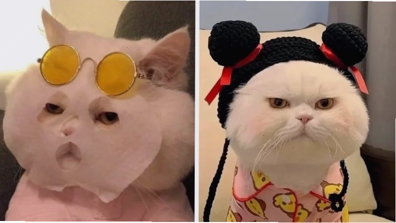 avatar vô tri meme cute avatar vô tri meme cute ngộ nghĩnh