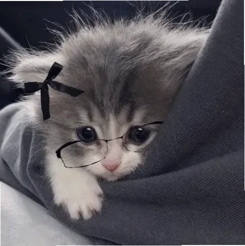 avatar vô tri meme đôi avatar vô tri meme đôi kết hợp hoạt hình