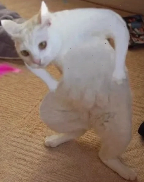 avatar vô tri meme mèo avatar vô tri meme mèo nghệ thuật