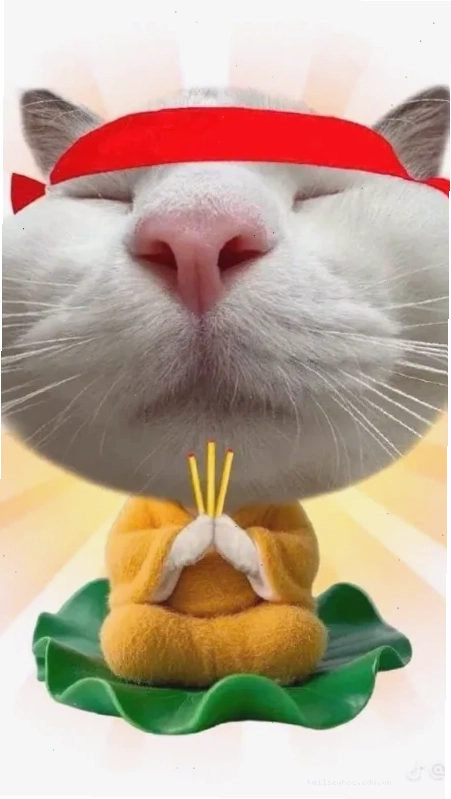 avatar vô tri meme mèo avatar vô tri meme mèo ngơ ngác