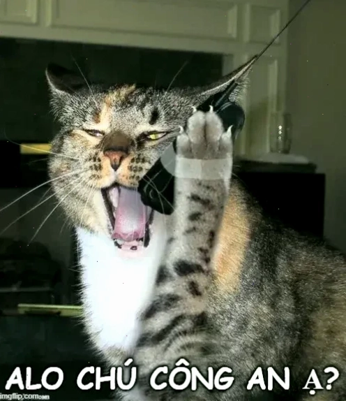 Chó báo công an báo công an meme chú chó