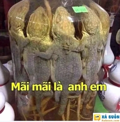 bien the meme hài hước