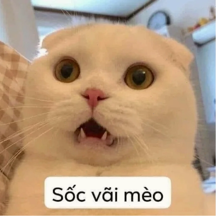 Mèo Tom sốc Biểu cảm mèo Tom khi đối mặt với sốc meme