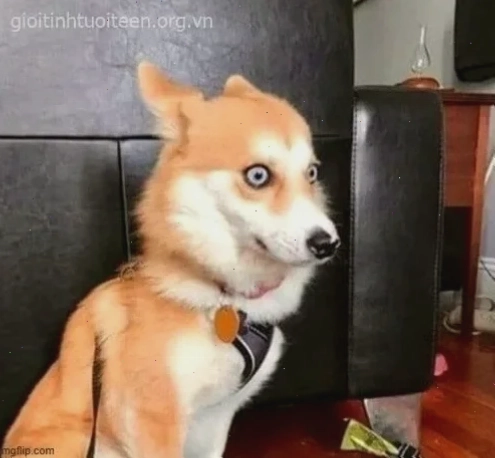 Anime sốc Biểu cảm sốc meme của nhân vật trong anime