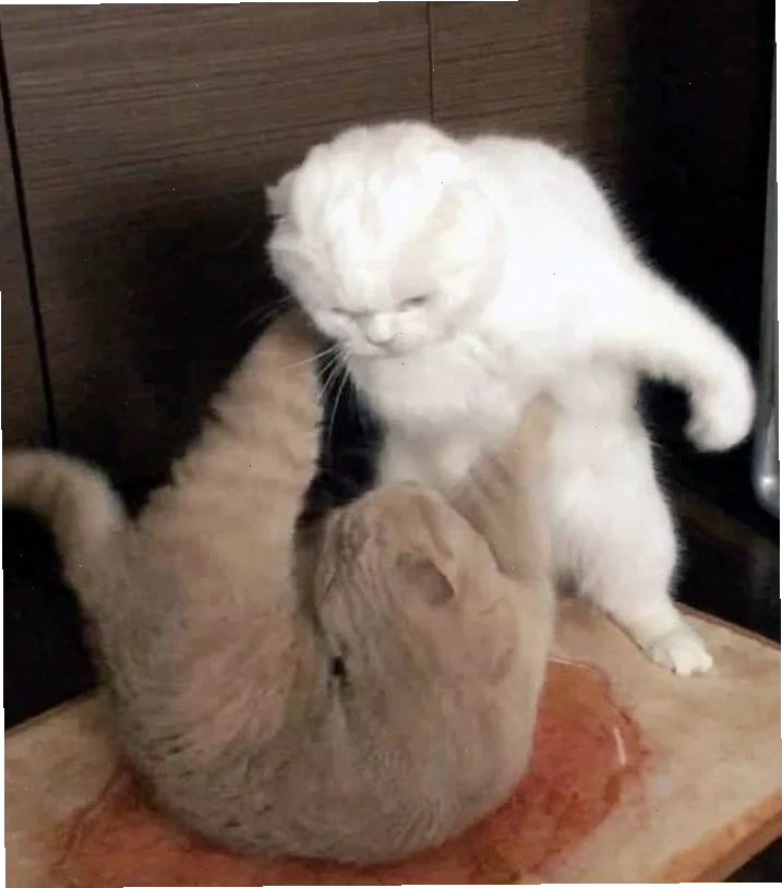 ảnh meme mèo đánh nhau bộ sưu tập ảnh meme mèo đánh nhau cực chất
