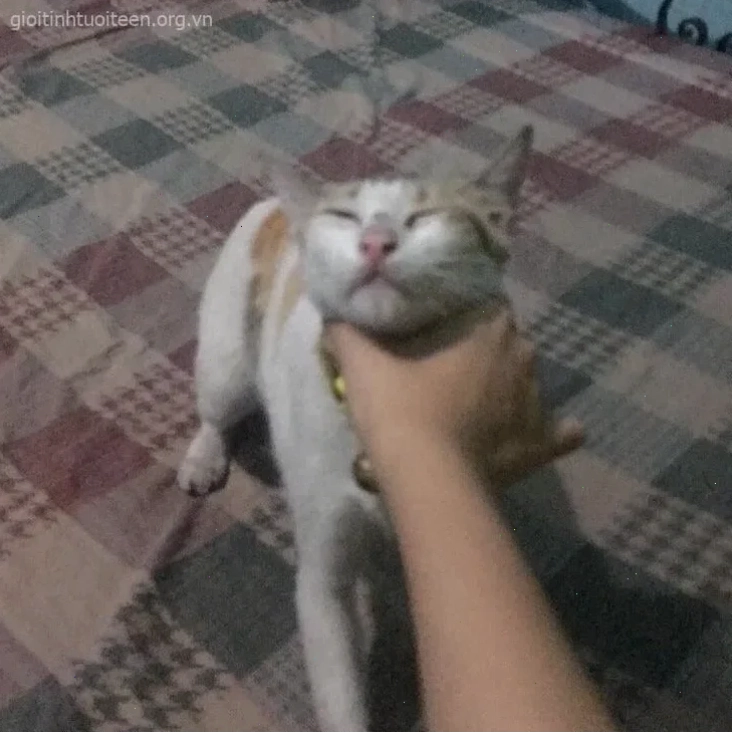 bóp cổ meme bóp cổ meme độc đáo