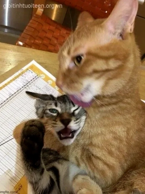bóp cổ meme bóp cổ meme độc lạ