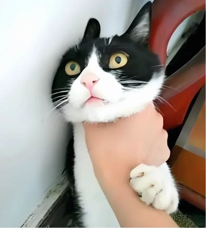 bóp cổ meme bóp cổ meme vui nhộn