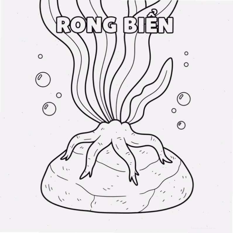 cá rạn san hô và rong biển