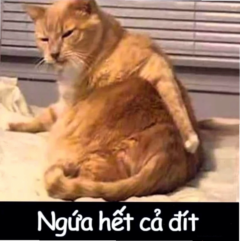 các ảnh meme mèo các ảnh meme mèo