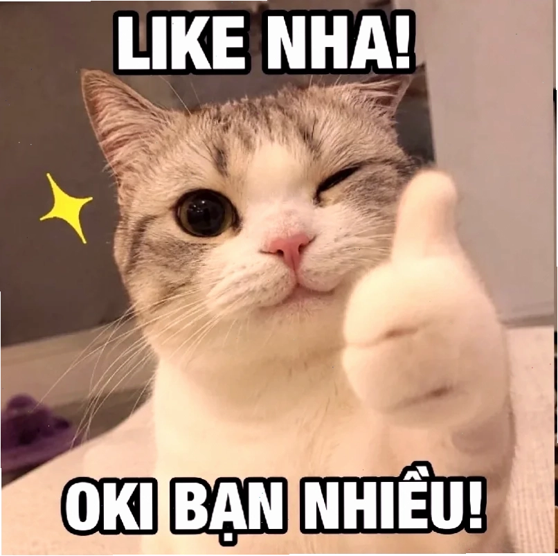 các ảnh meme mèo các ảnh meme mèo