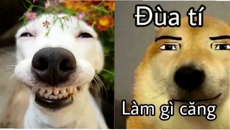 các ảnh meme vui nhộn các ảnh meme vui nhộn