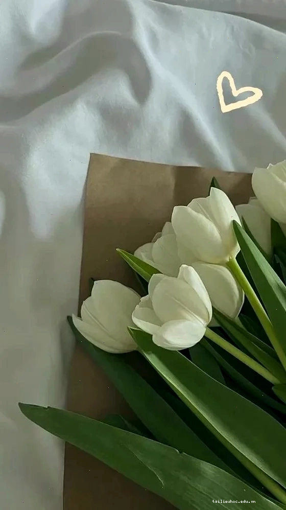 Cánh đồng hình nền hoa tulip trắng chill