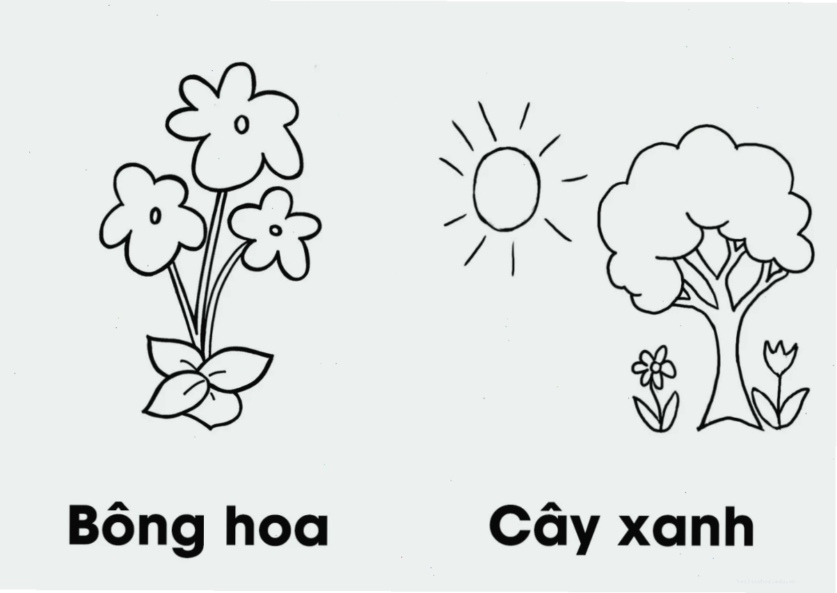 Cây nhỏ dưới nắng